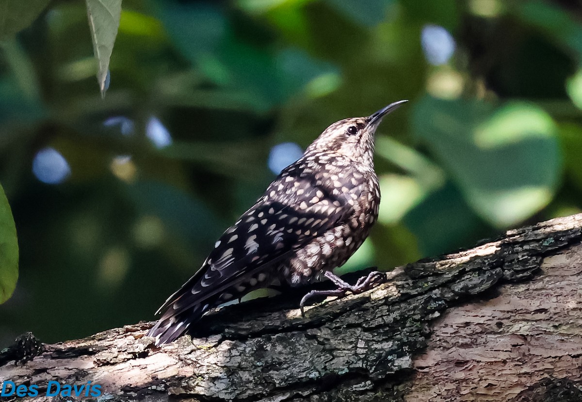 African Spotted Creeper - ML644661396