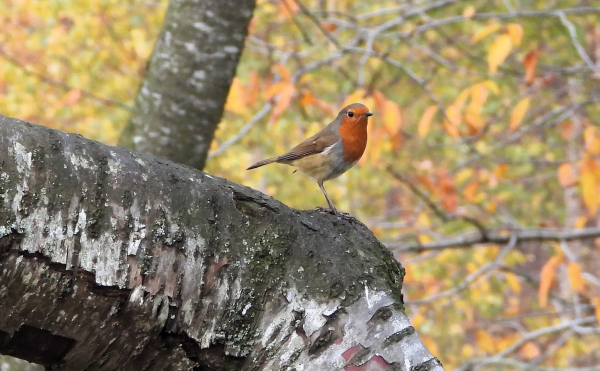 European Robin - ML644661408