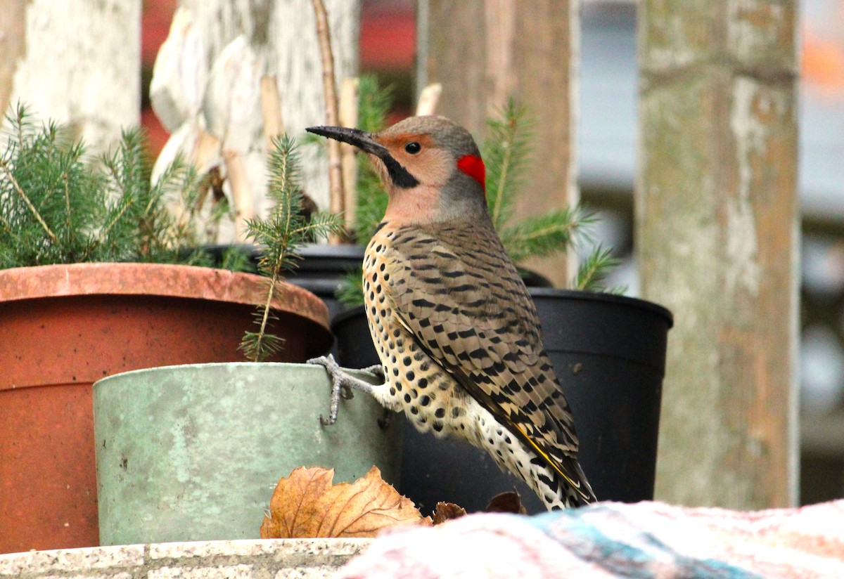 Northern Flicker - ML644661413