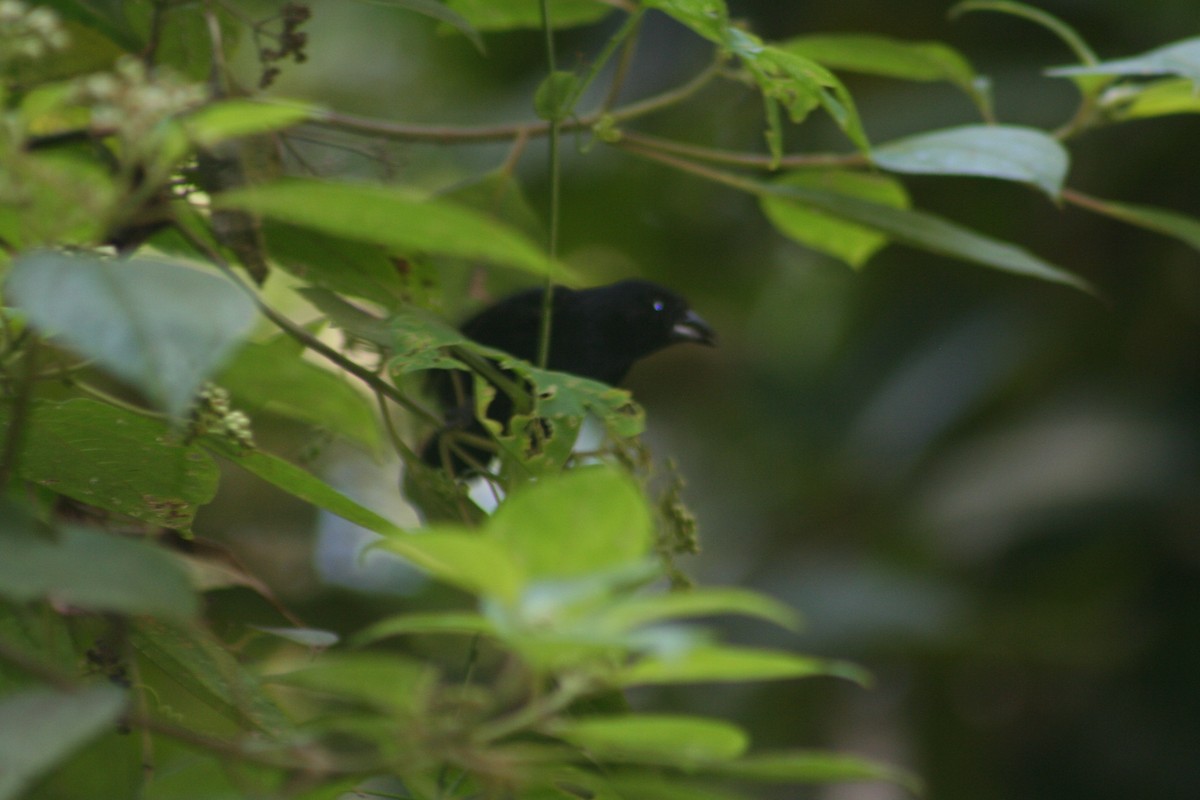 Blue-black Grassquit - ML644661420