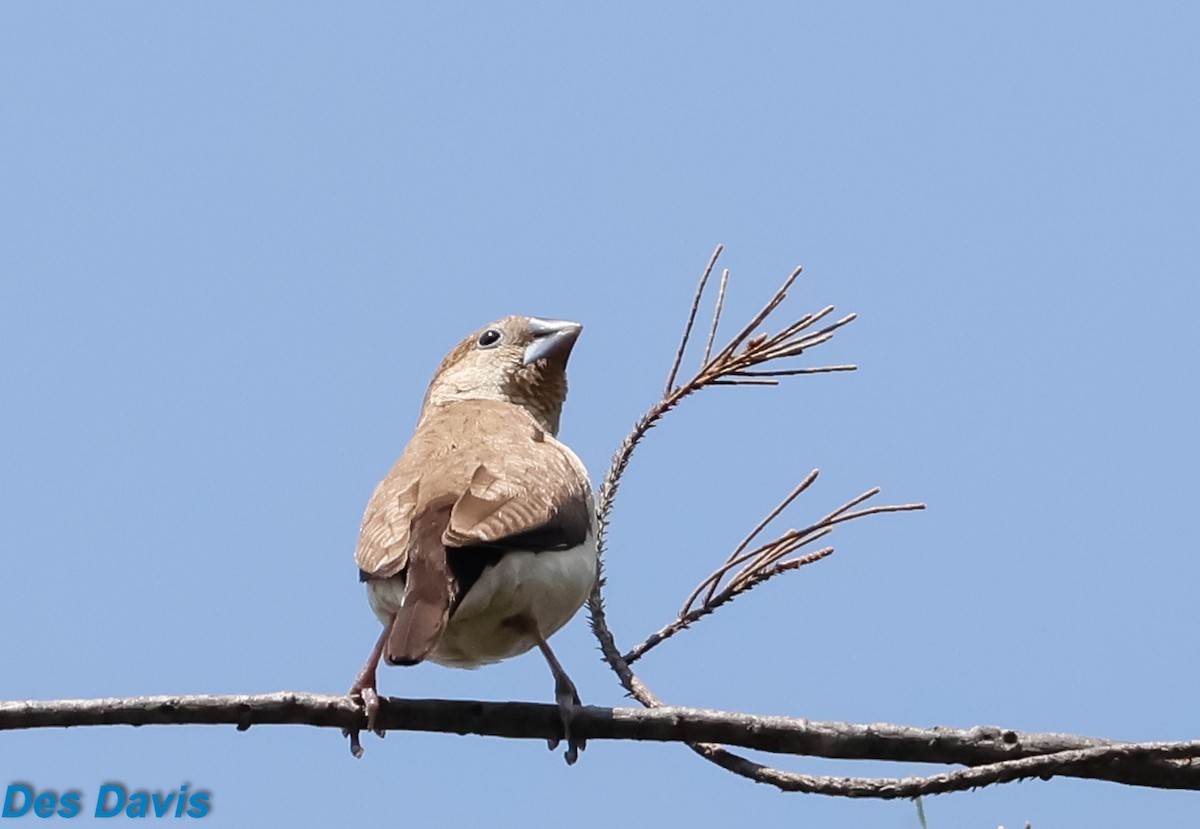 savannesølvnebb - ML644661426