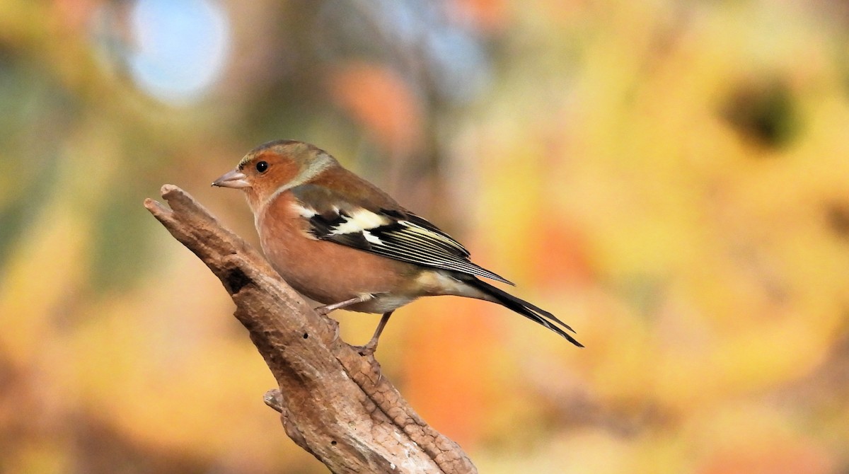 פרוש מצוי - ML644661434