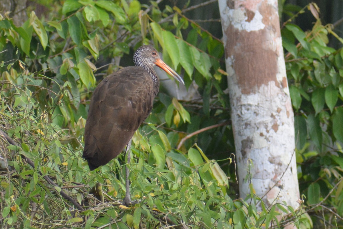 Limpkin - ML644661435