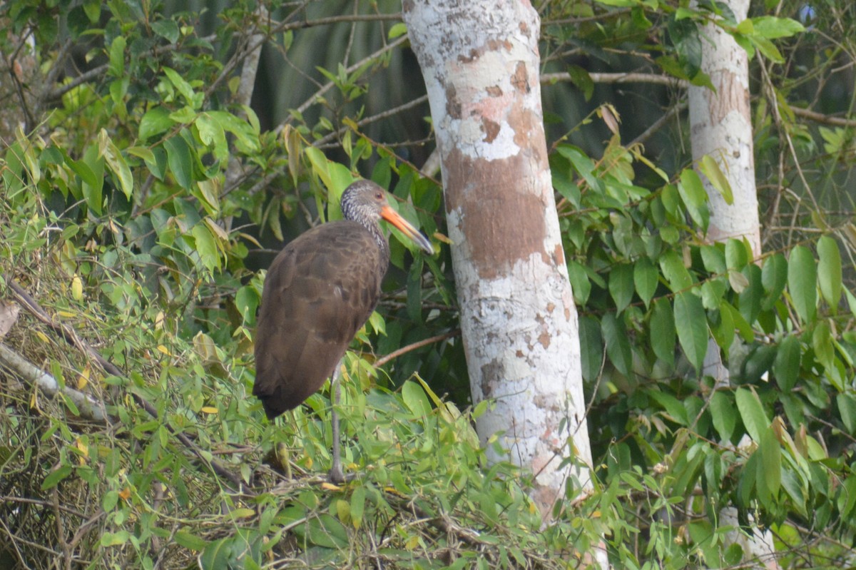 Limpkin - ML644661436