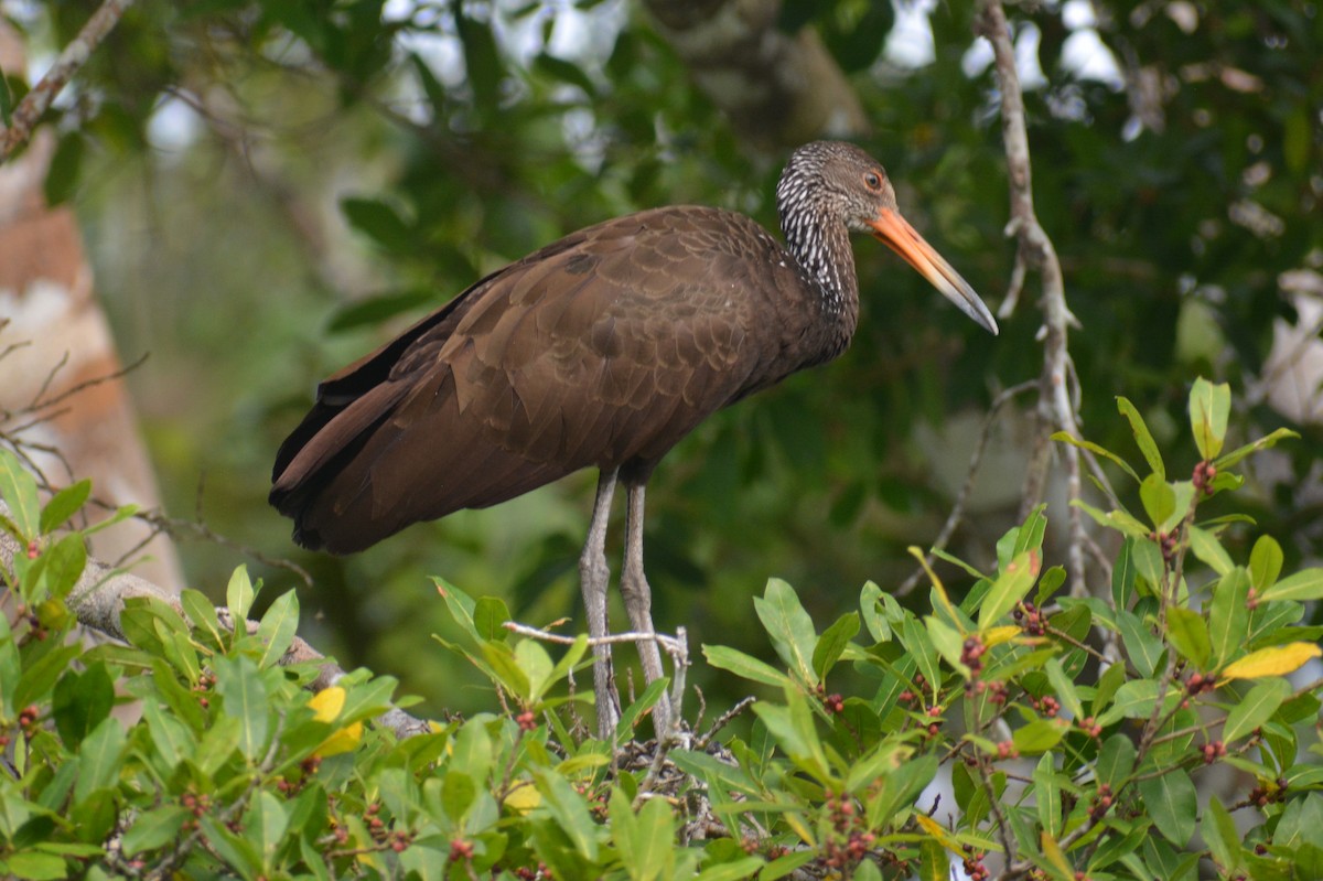 Limpkin - ML644661437
