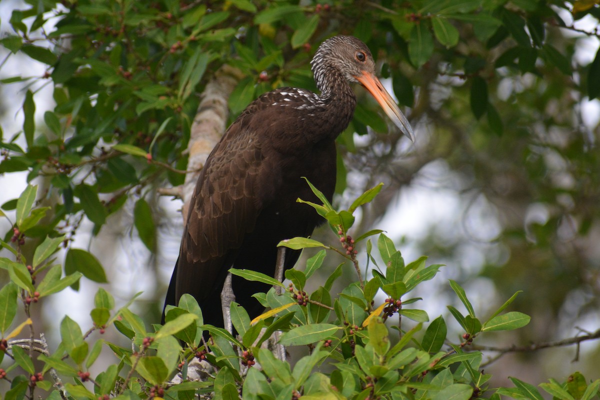 Limpkin - ML644661438