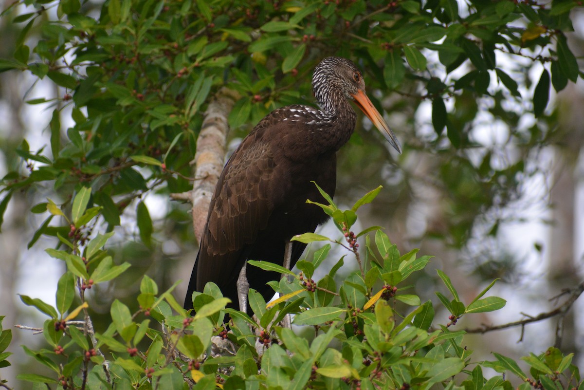 Limpkin - ML644661440