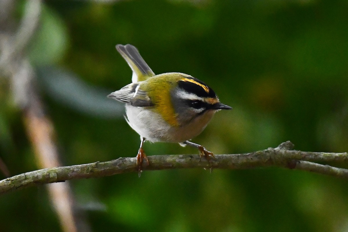 Common Firecrest - ML644661443