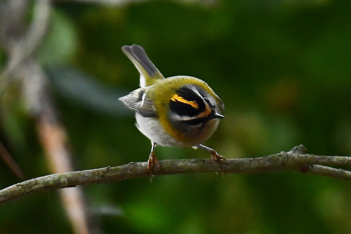 Common Firecrest - ML644661444