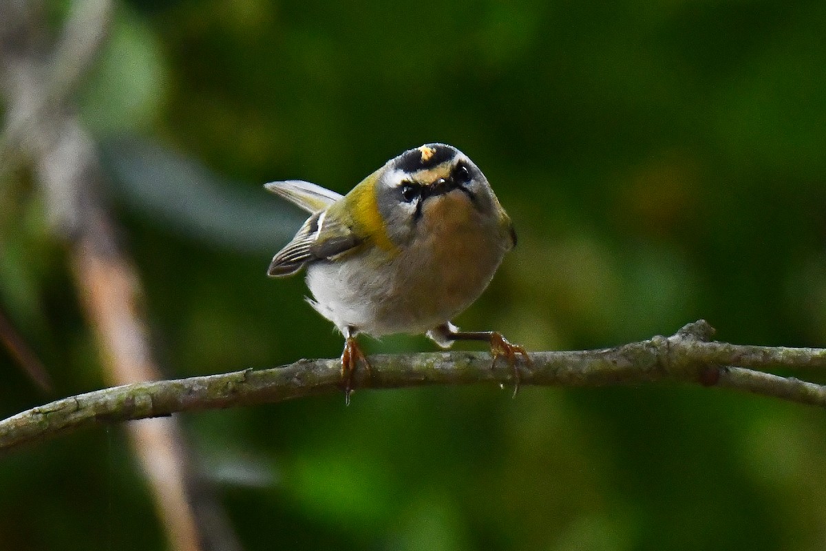 Common Firecrest - ML644661445