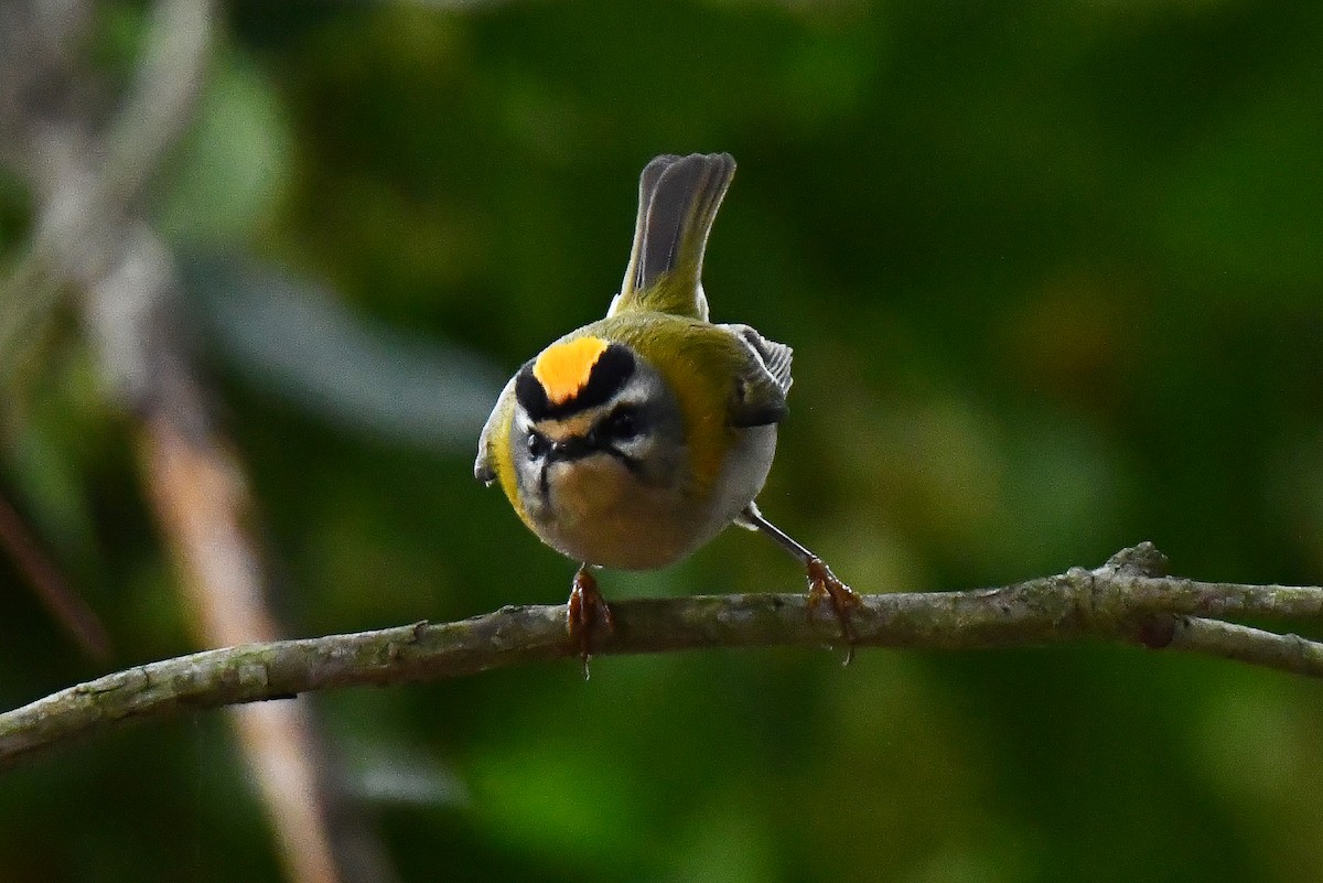 Common Firecrest - ML644661446
