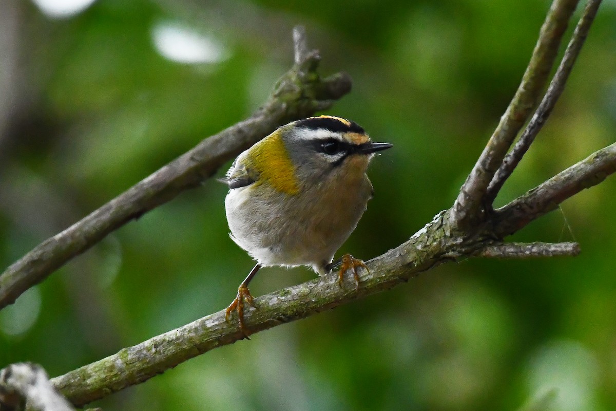 Common Firecrest - ML644661447