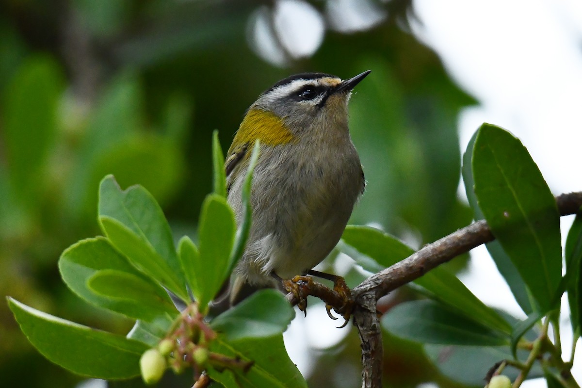 Common Firecrest - ML644661448