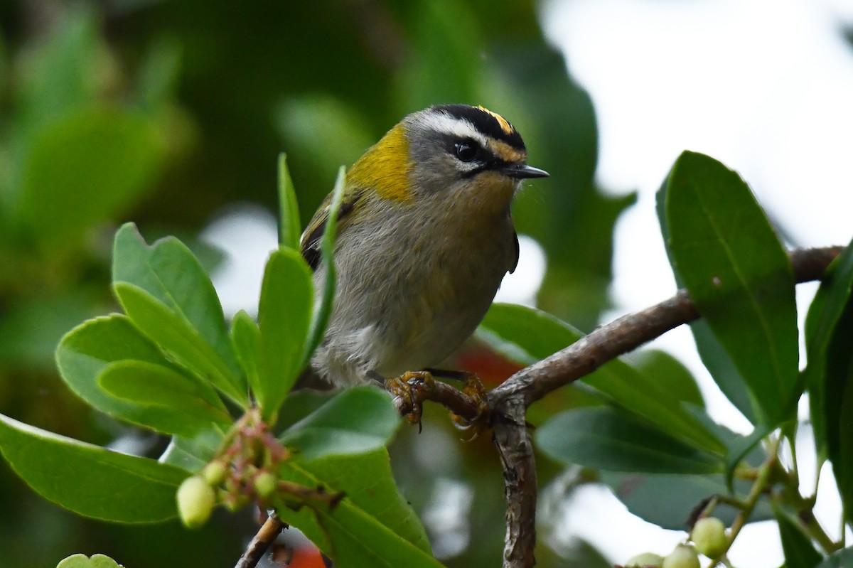Common Firecrest - ML644661449