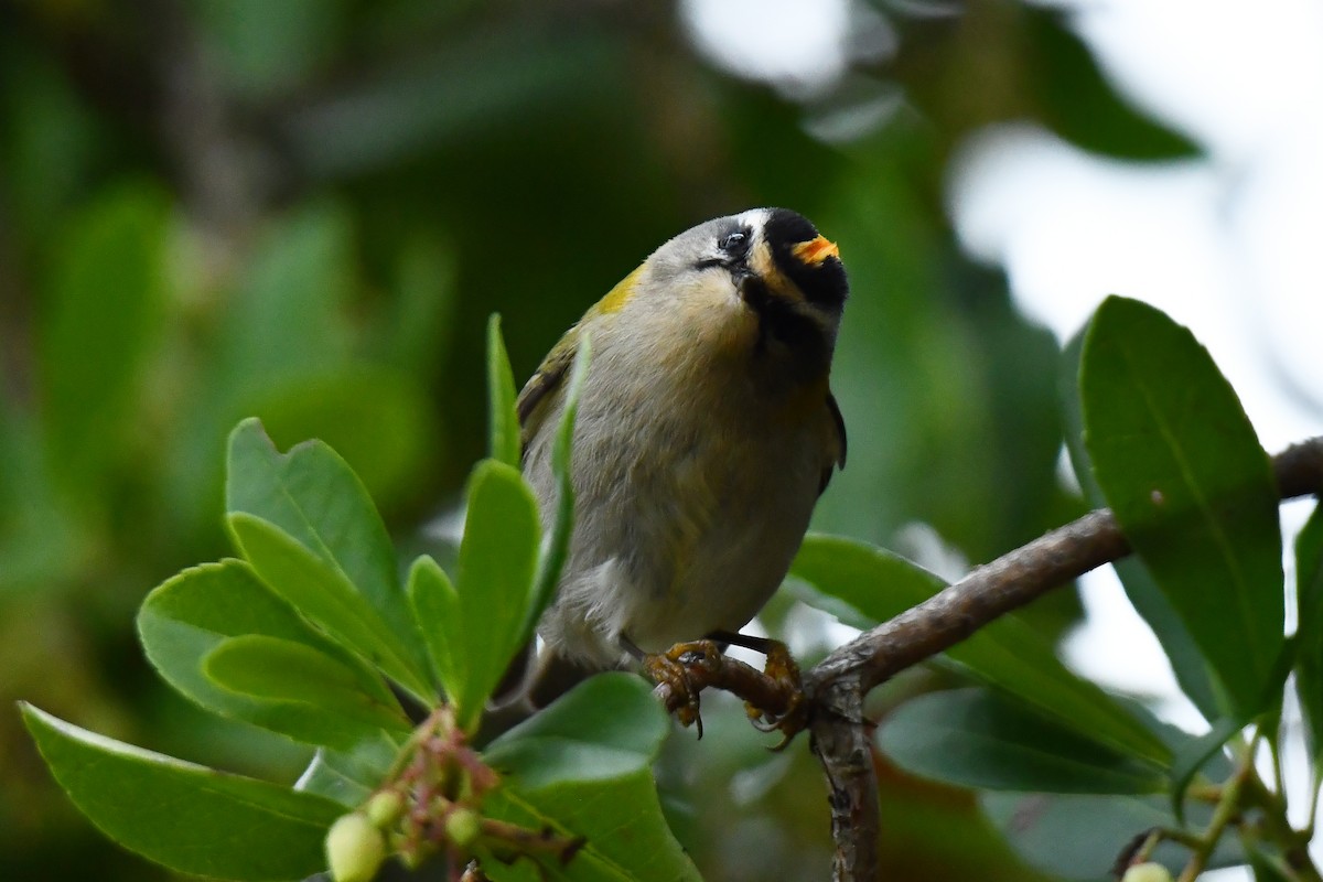 Common Firecrest - ML644661450