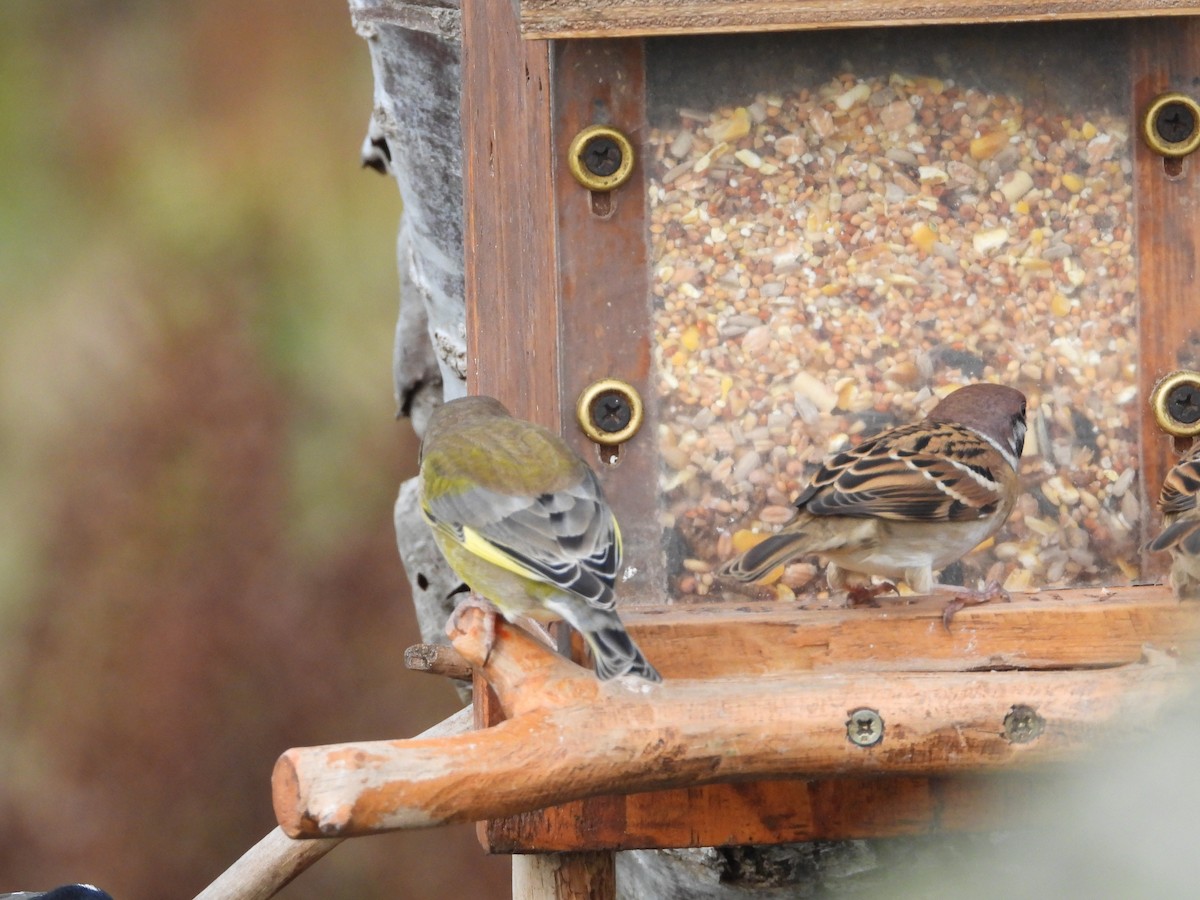 アオカワラヒワ - ML644661451