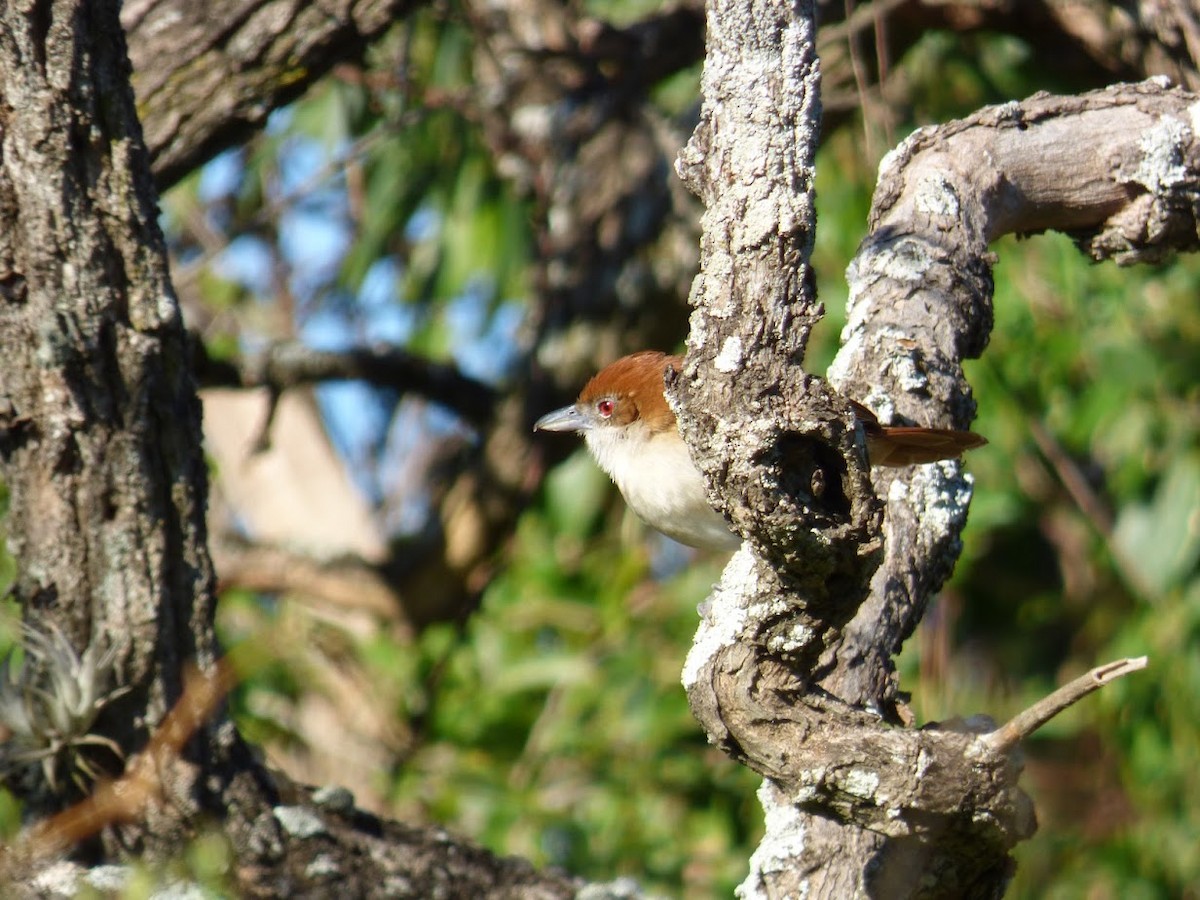 Great Antshrike - ML644661452