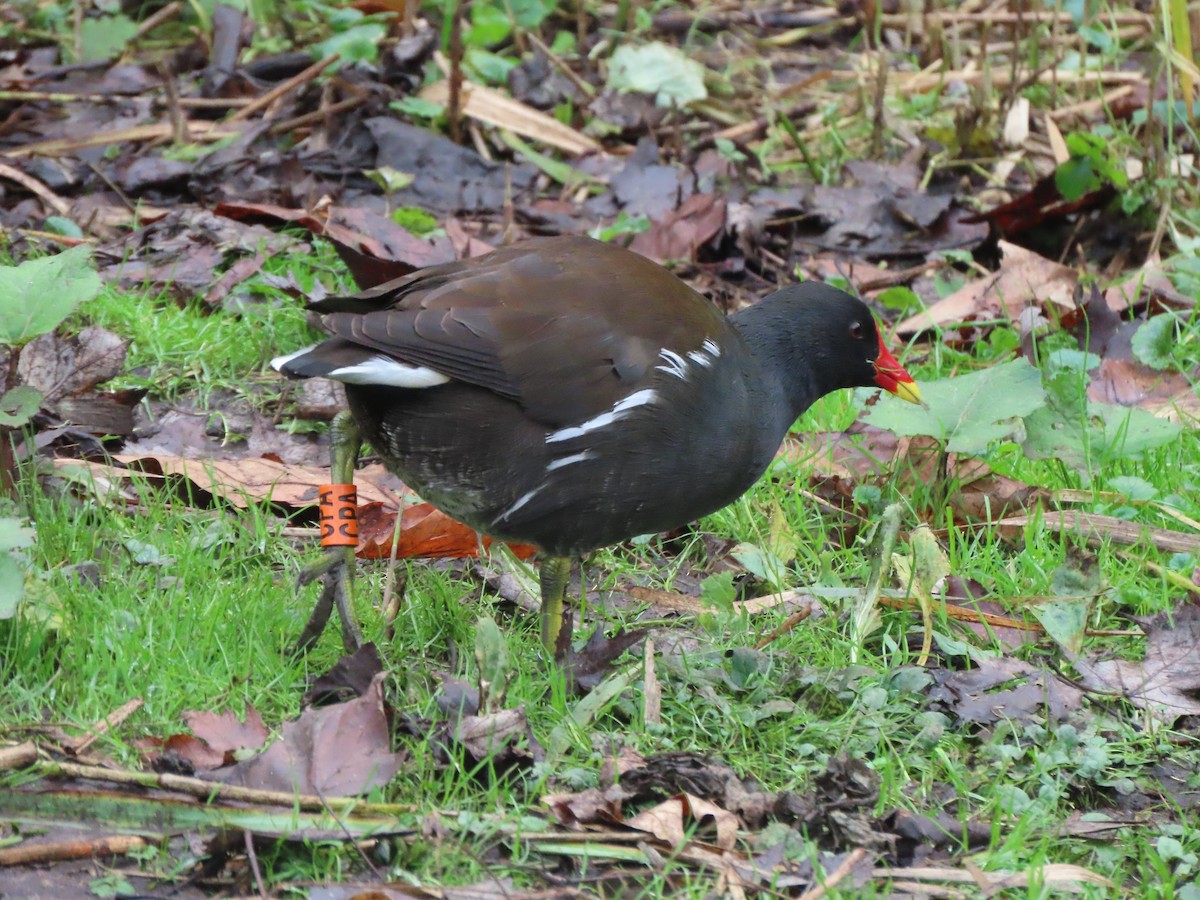 Хажилгат түнжүүр - ML644661458