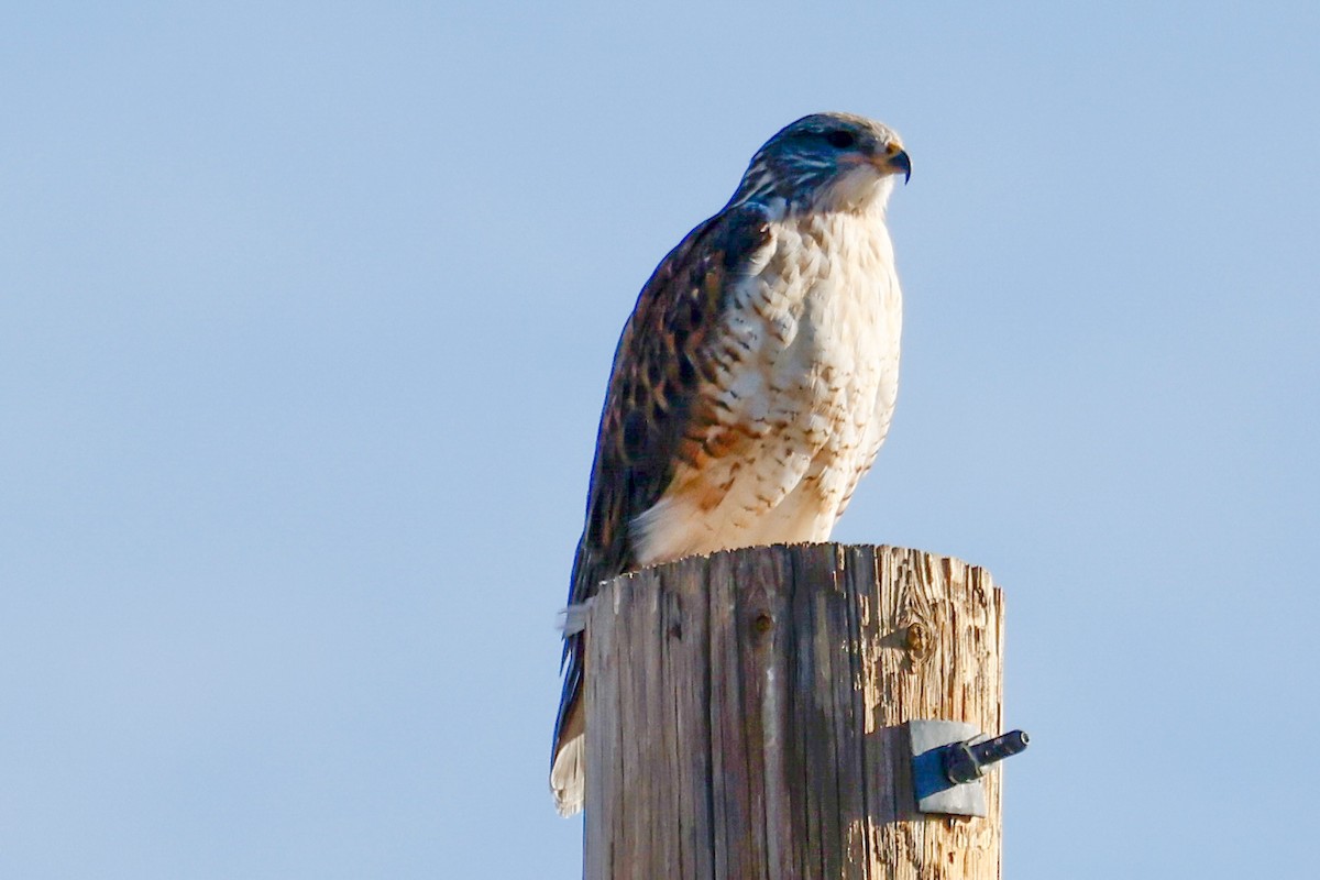 kongevåk - ML644661460