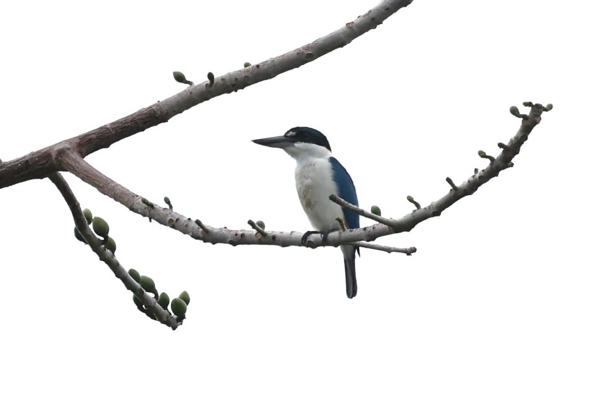 Collared Kingfisher - ML644661469