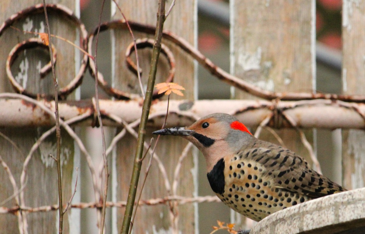 Northern Flicker - ML644661470