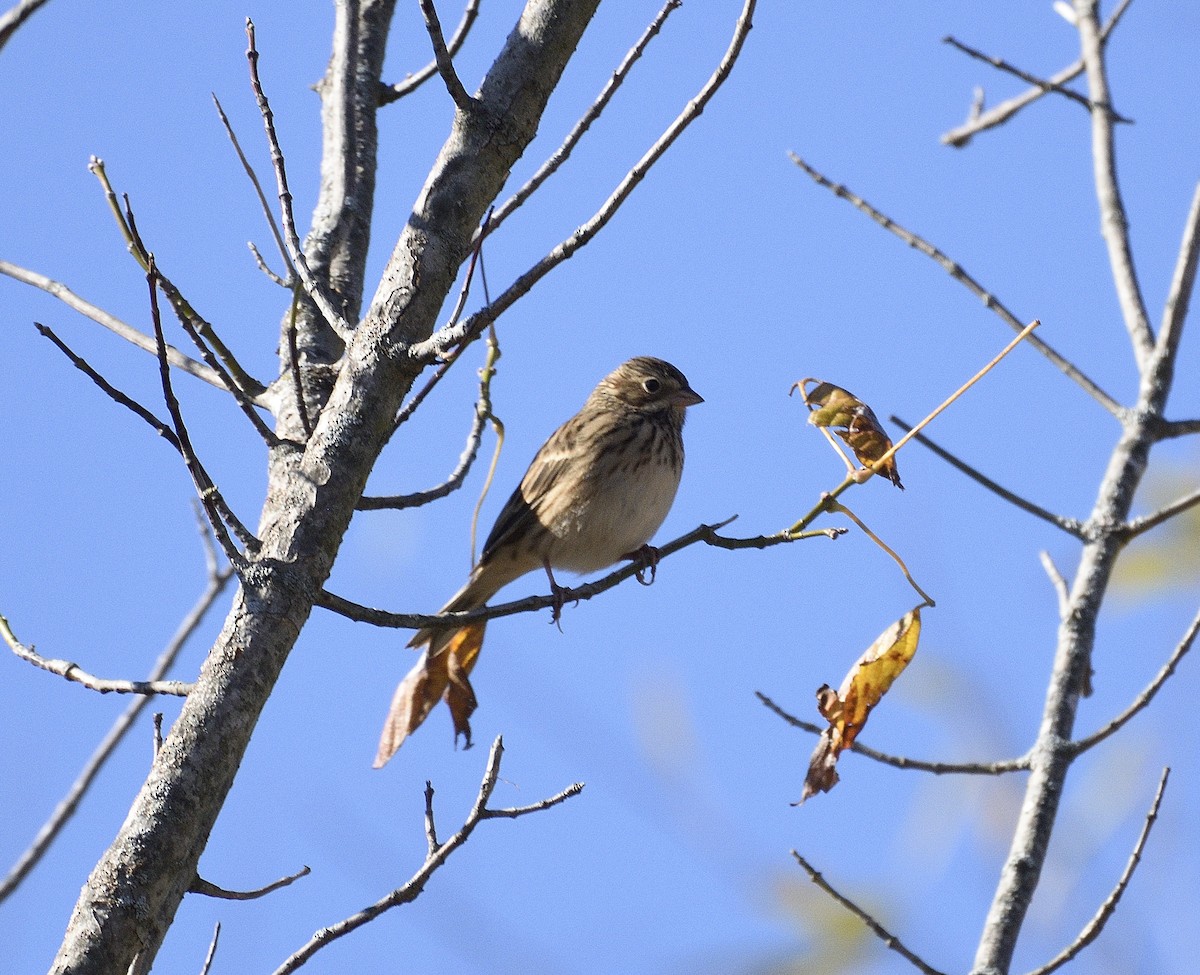 Vesper Sparrow - ML644661472