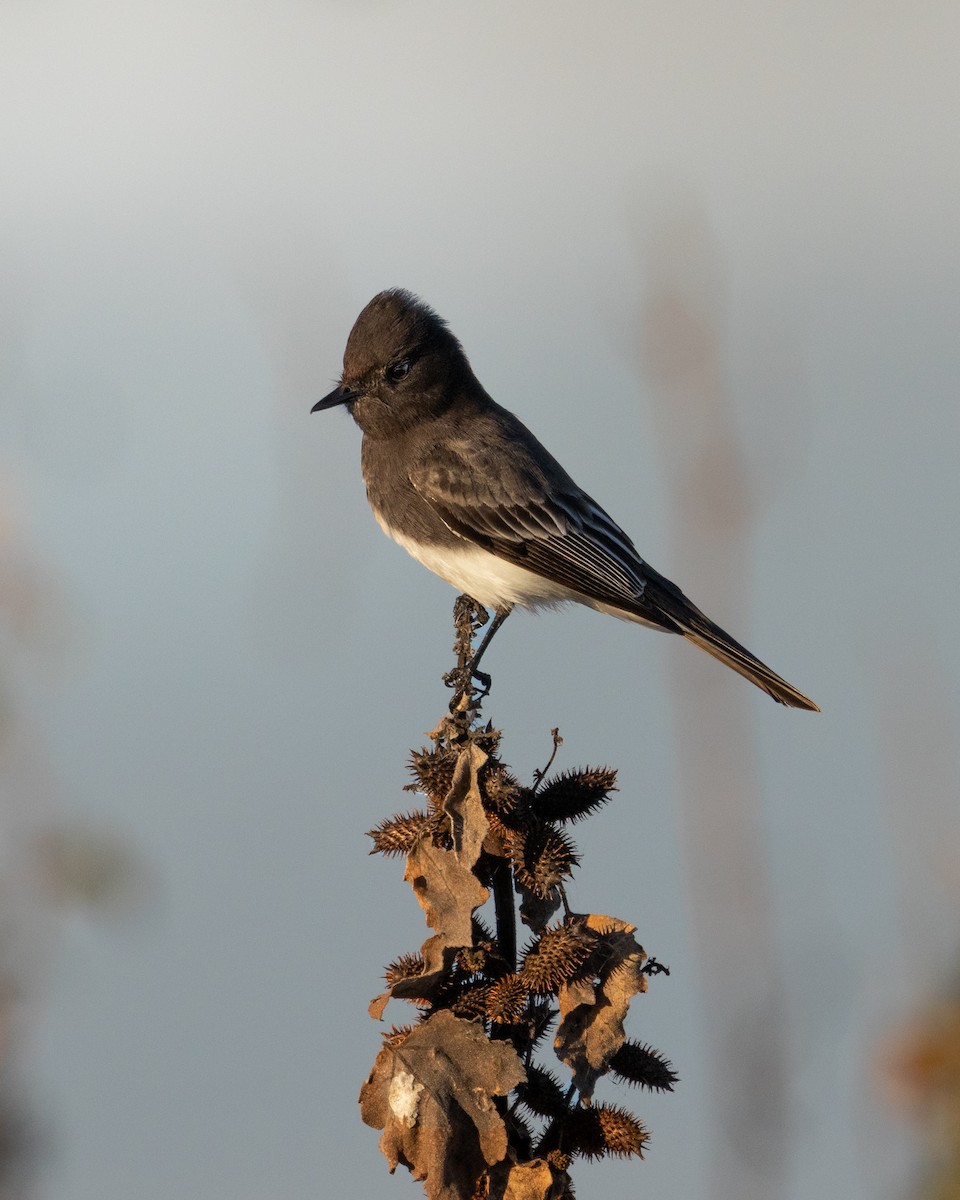 svartfibi - ML644661516