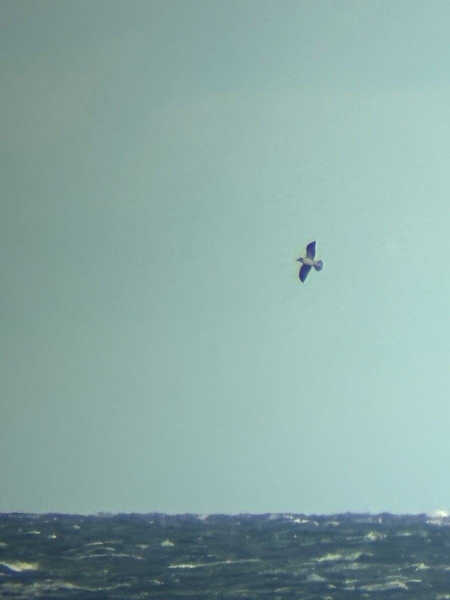 tanımsız Larinae sp. - ML644661533