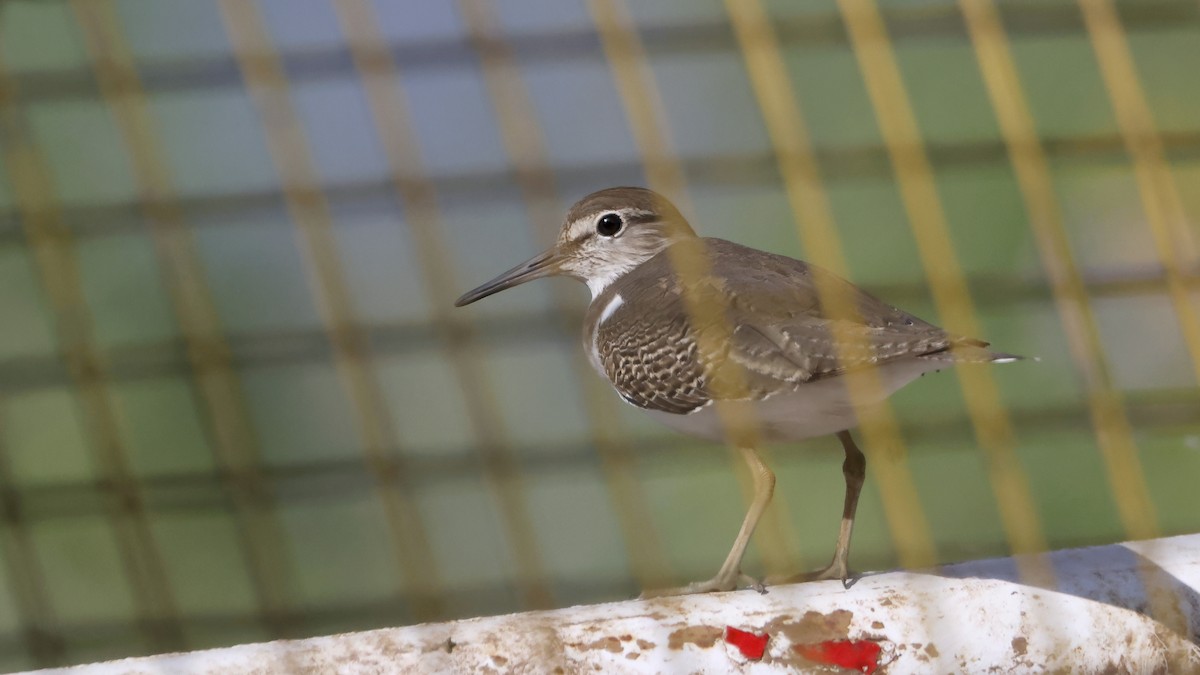 Piro piro piccolo - ML644661538