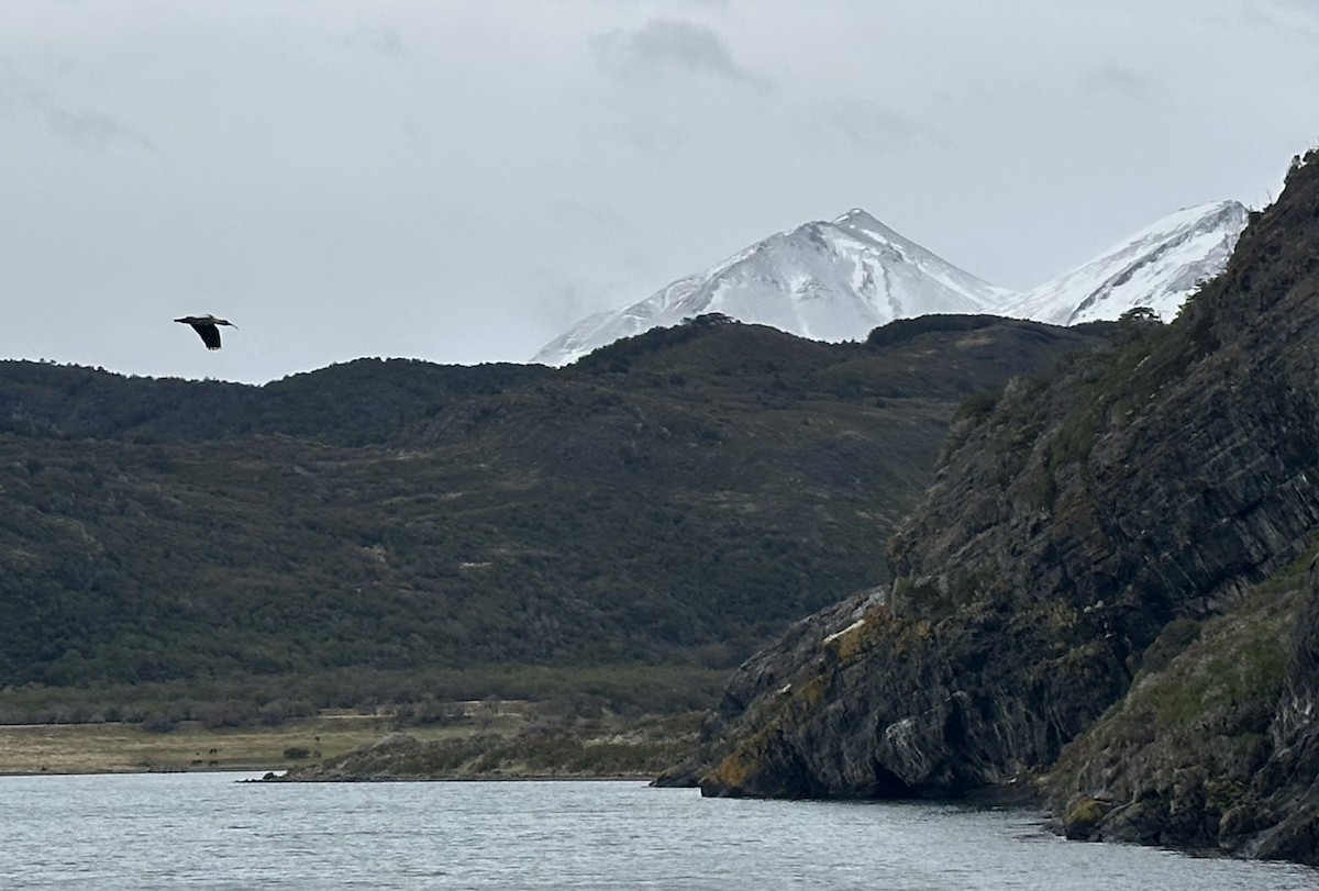 Bandurria Austral - ML644661541