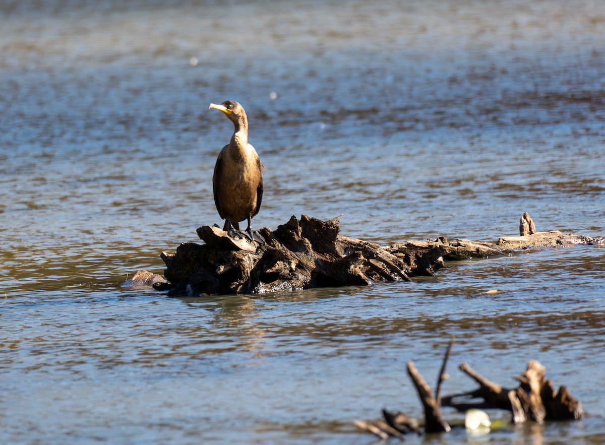 Cormoran à aigrettes - ML644661542