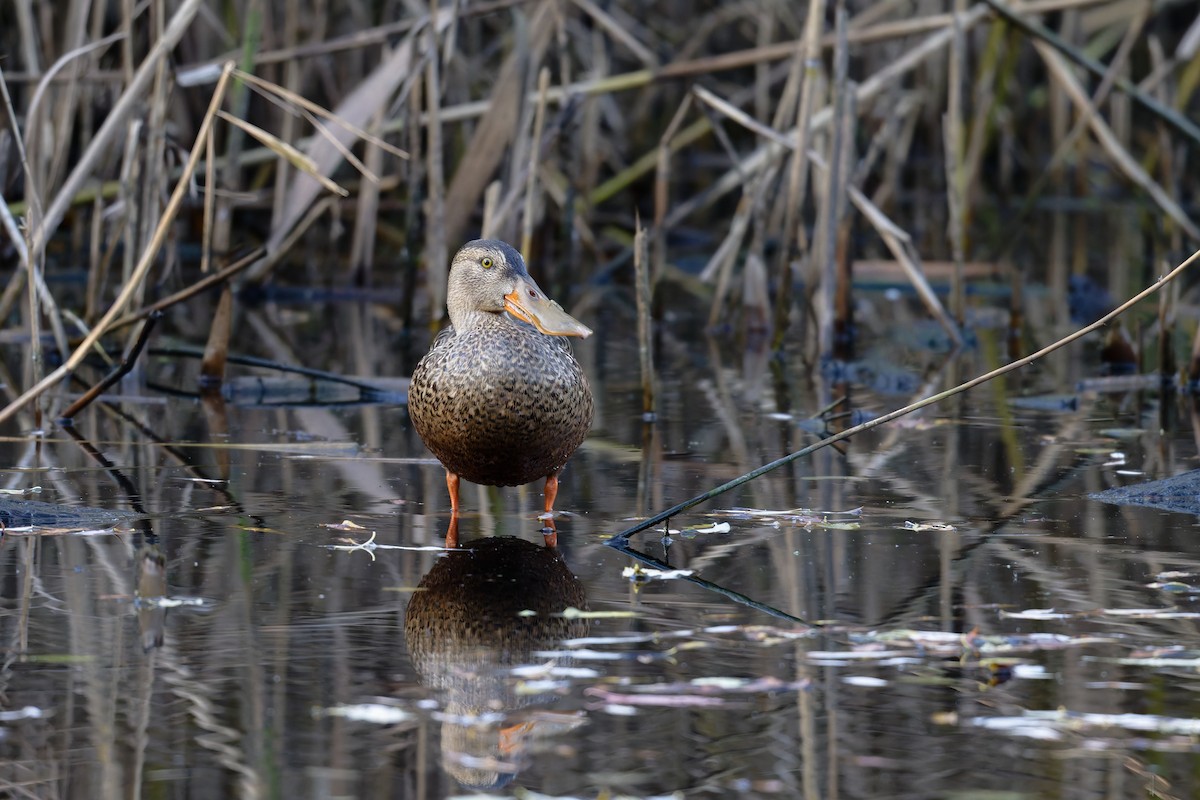 Northern Shoveler - ML644661543