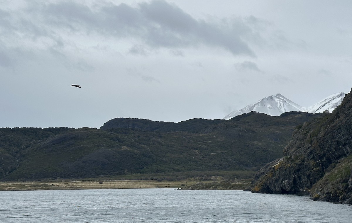 Bandurria Austral - ML644661545