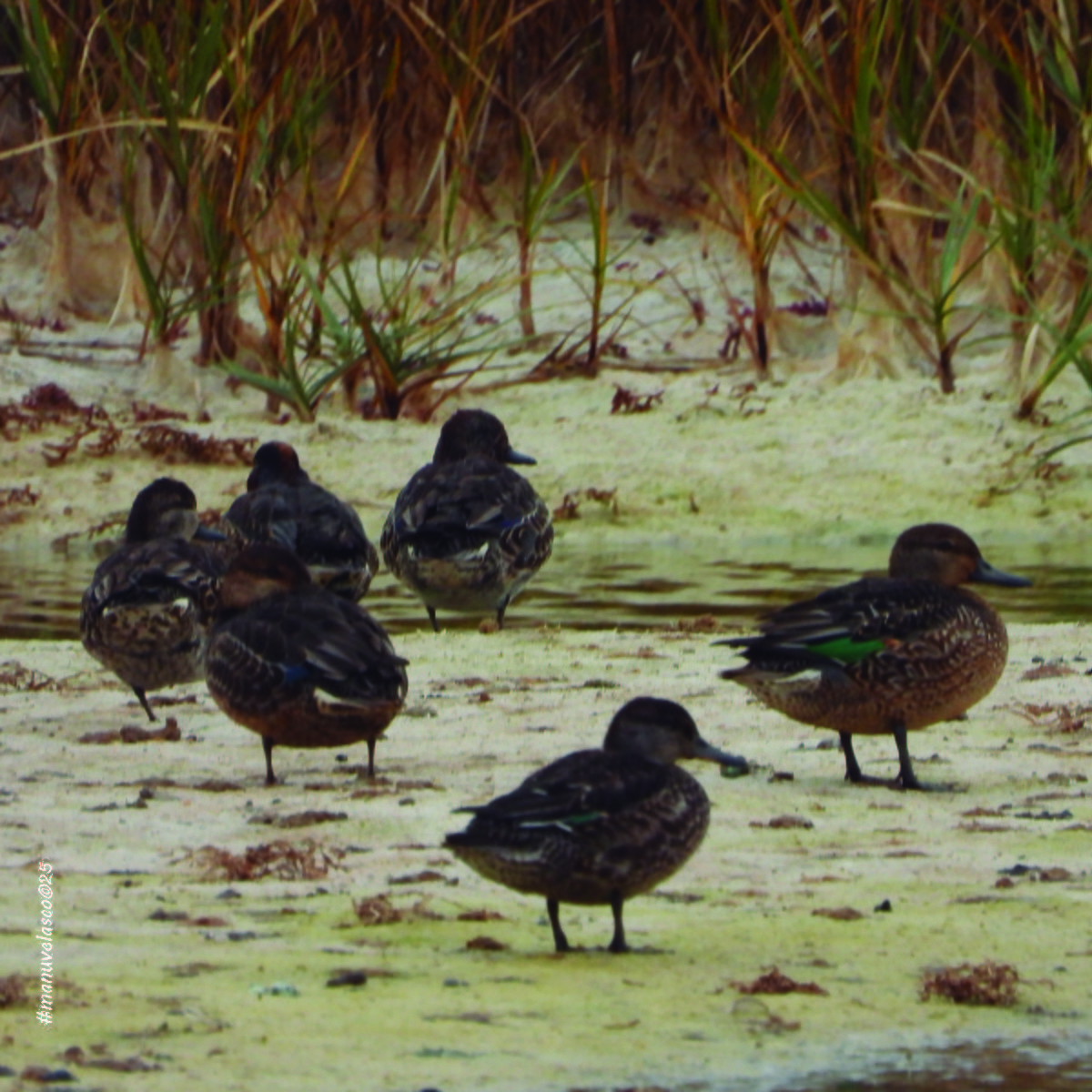 krikkand - ML644661558