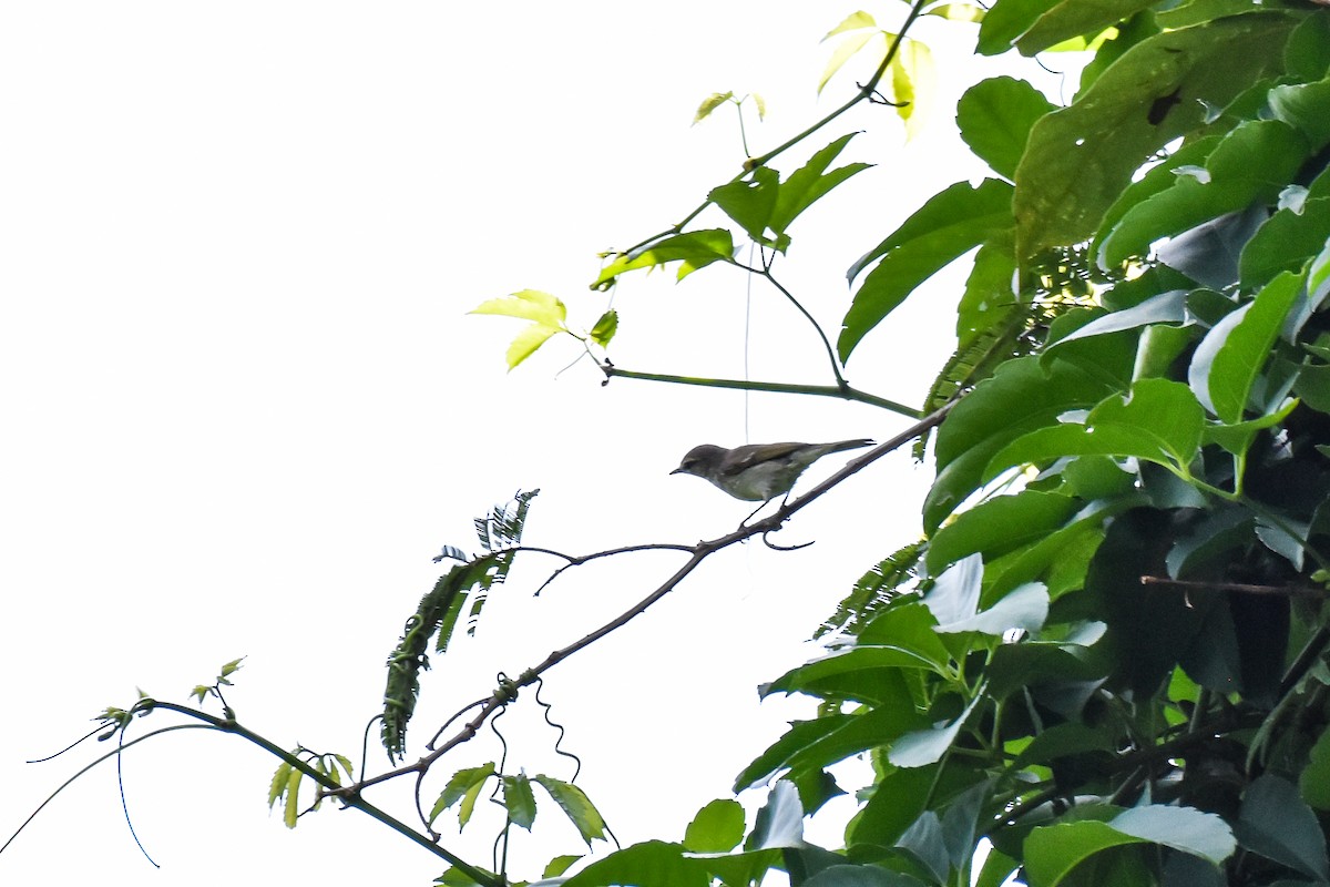 Large-billed Leaf Warbler - ML644661566