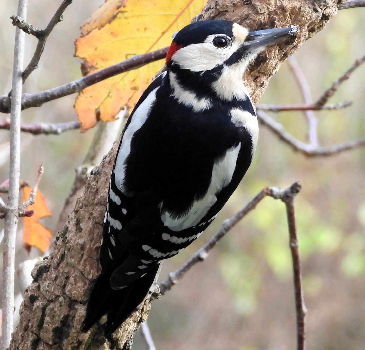 Great Spotted Woodpecker - ML644661573