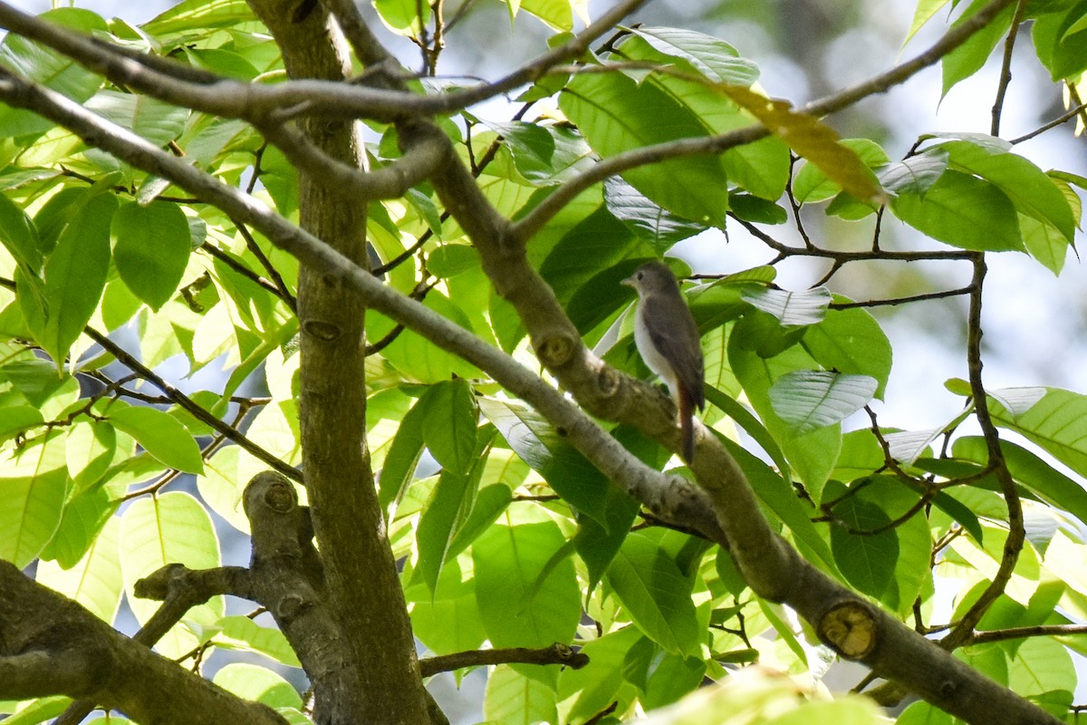 Rusty-tailed Flycatcher - ML644661583