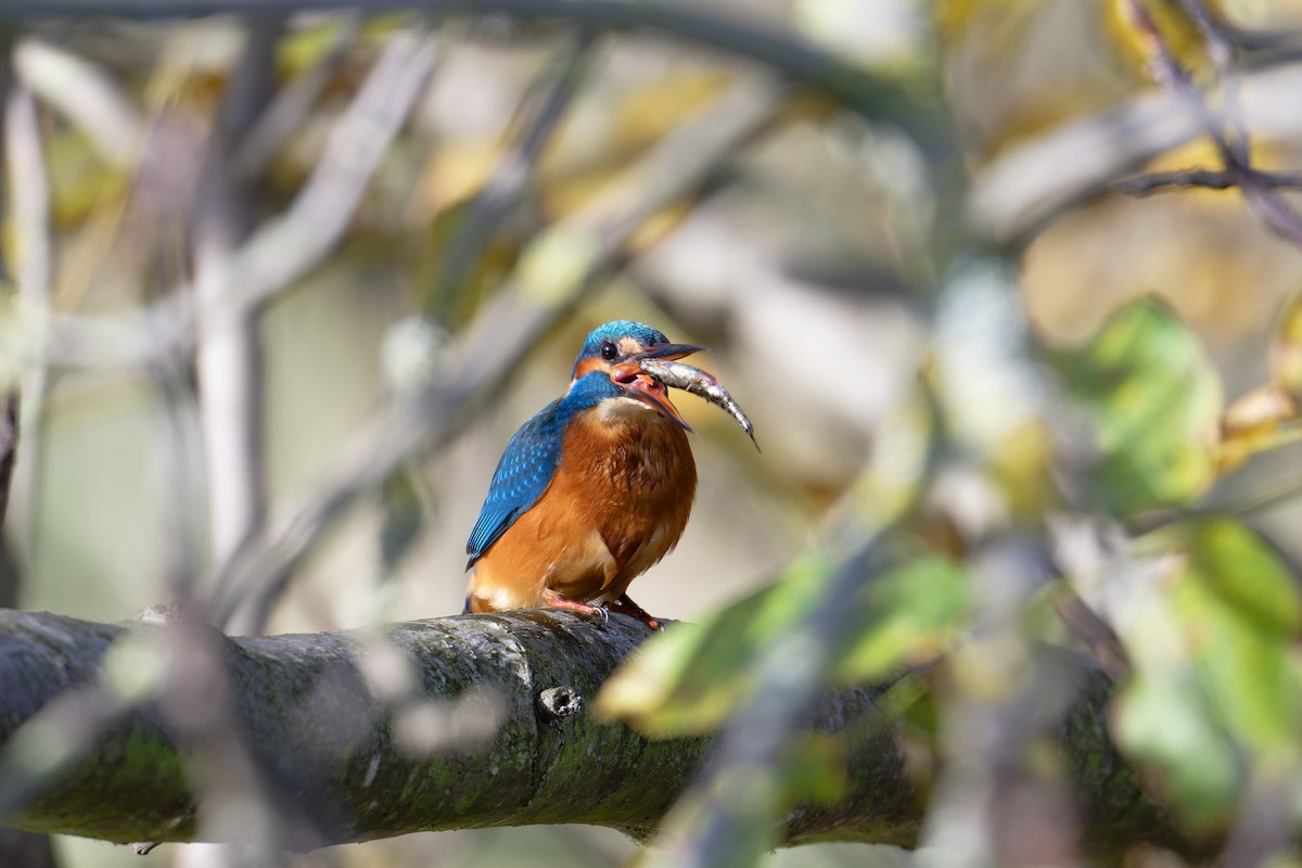 Common Kingfisher - ML644661584