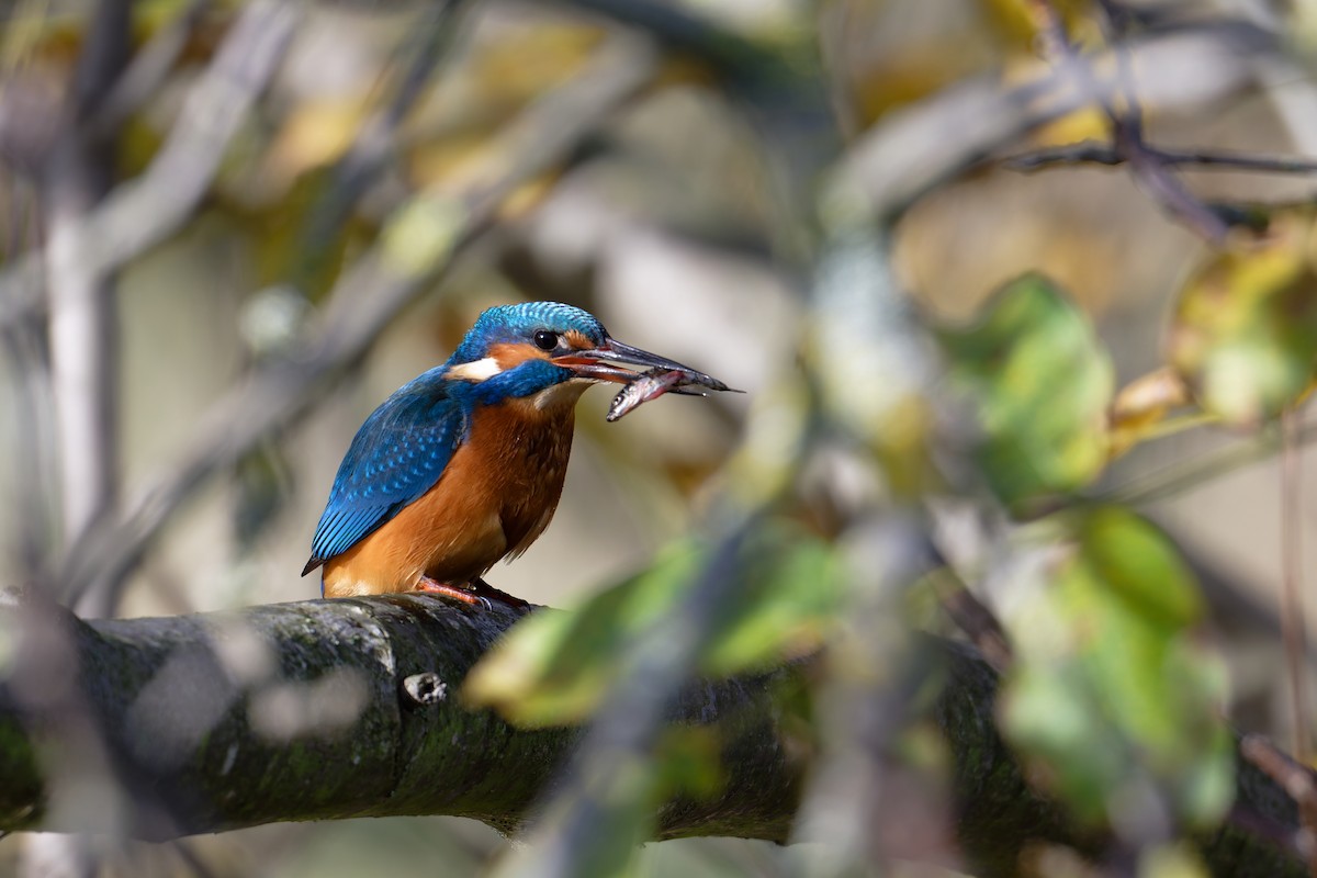 Common Kingfisher - ML644661585