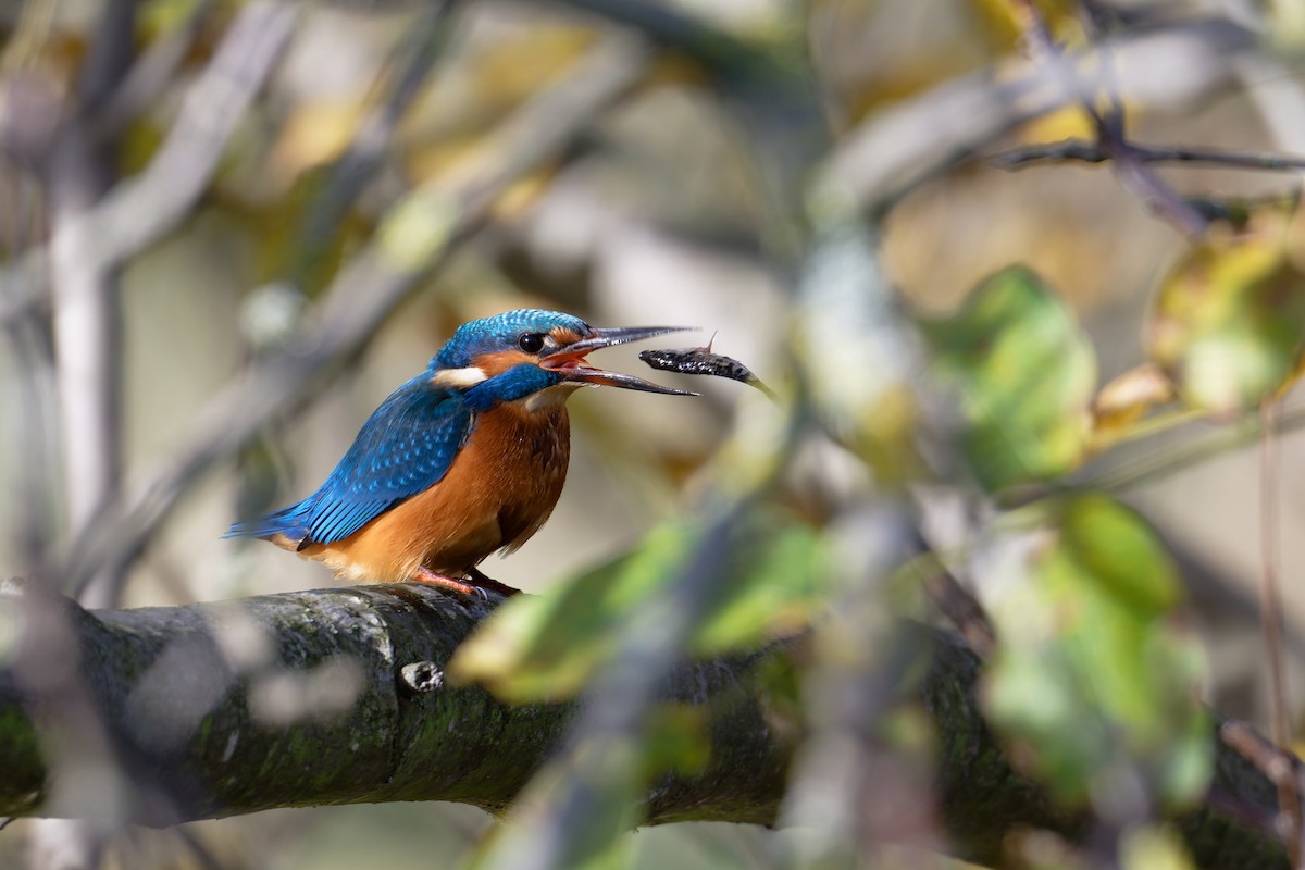 Common Kingfisher - ML644661586