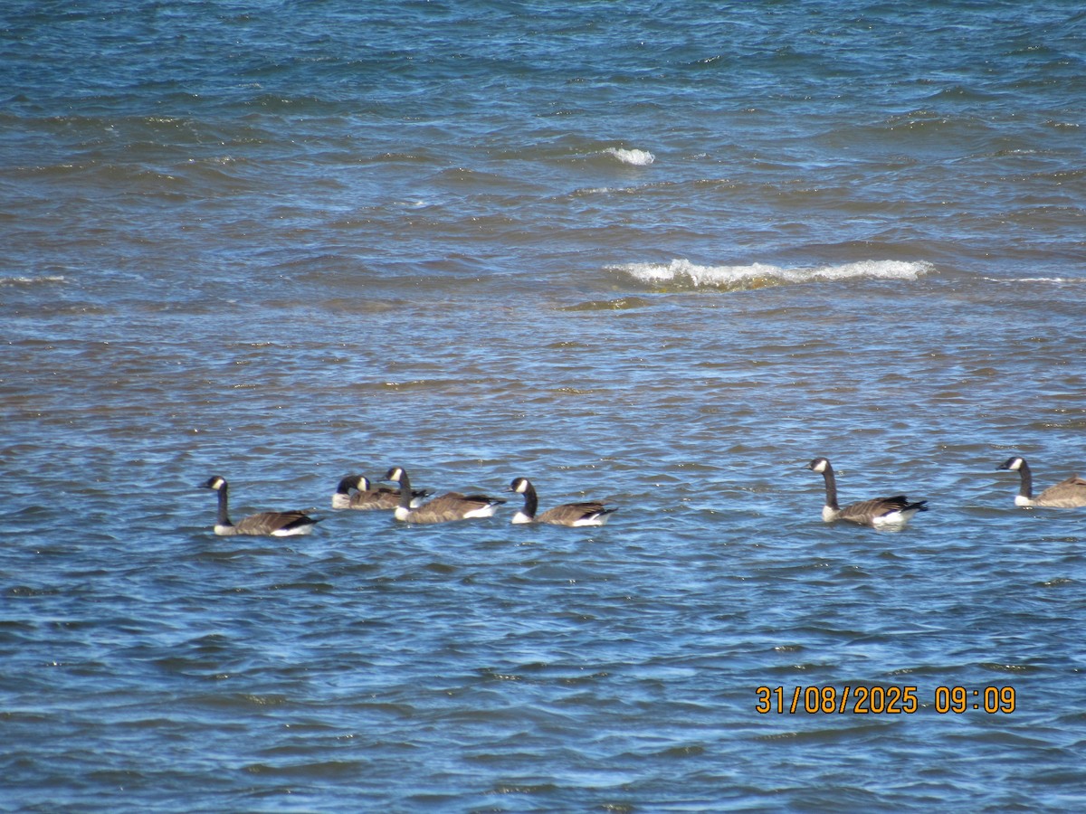 Bernache du Canada - ML644661587