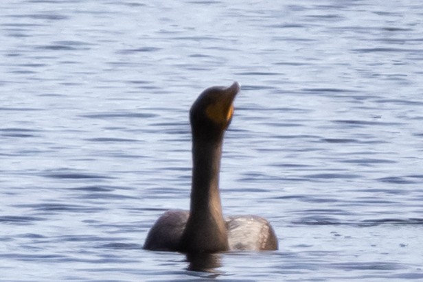Cormoran à aigrettes - ML644661590