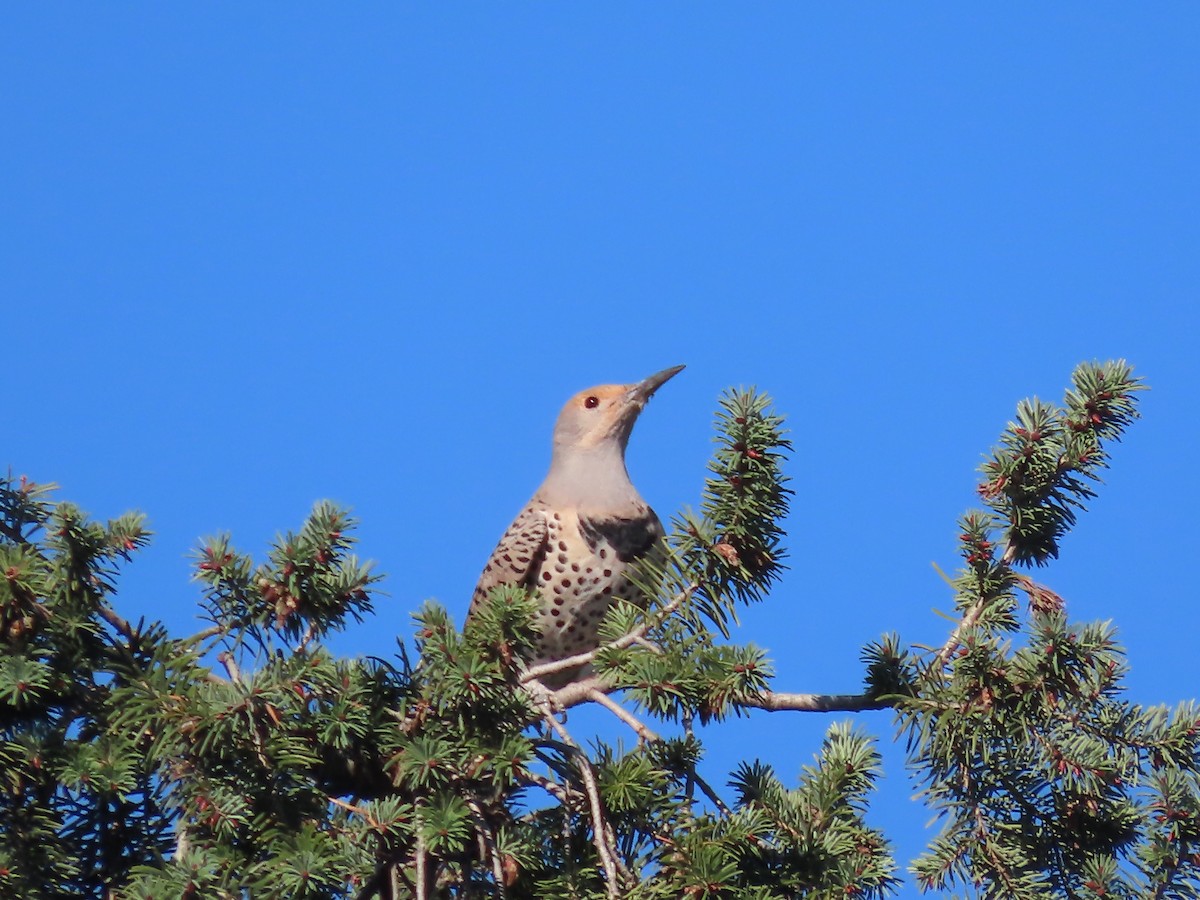 Northern Flicker - ML644661591