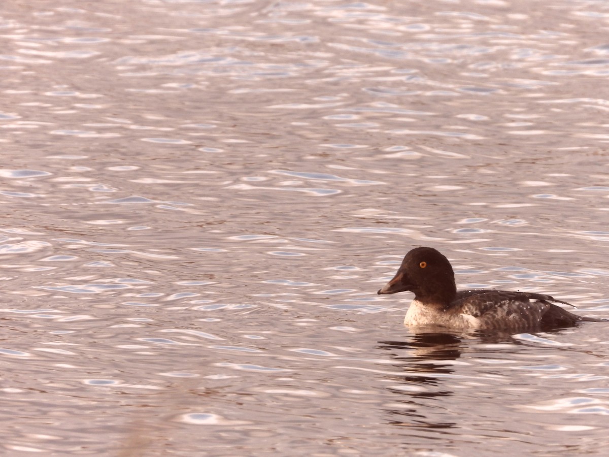 Common Goldeneye - ML644661593