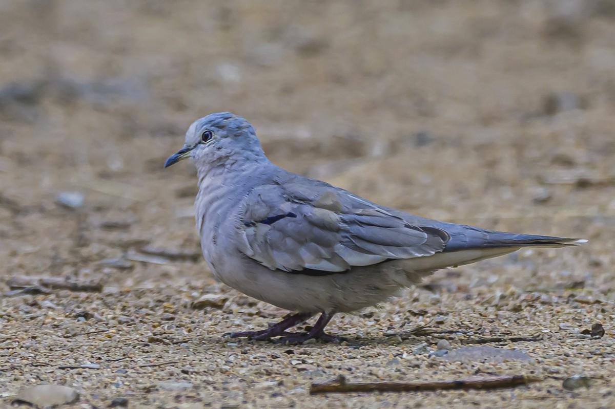 Picui Ground Dove - ML644661595