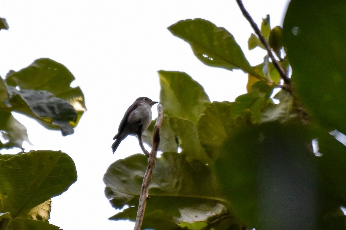 Asian Brown Flycatcher - ML644661596