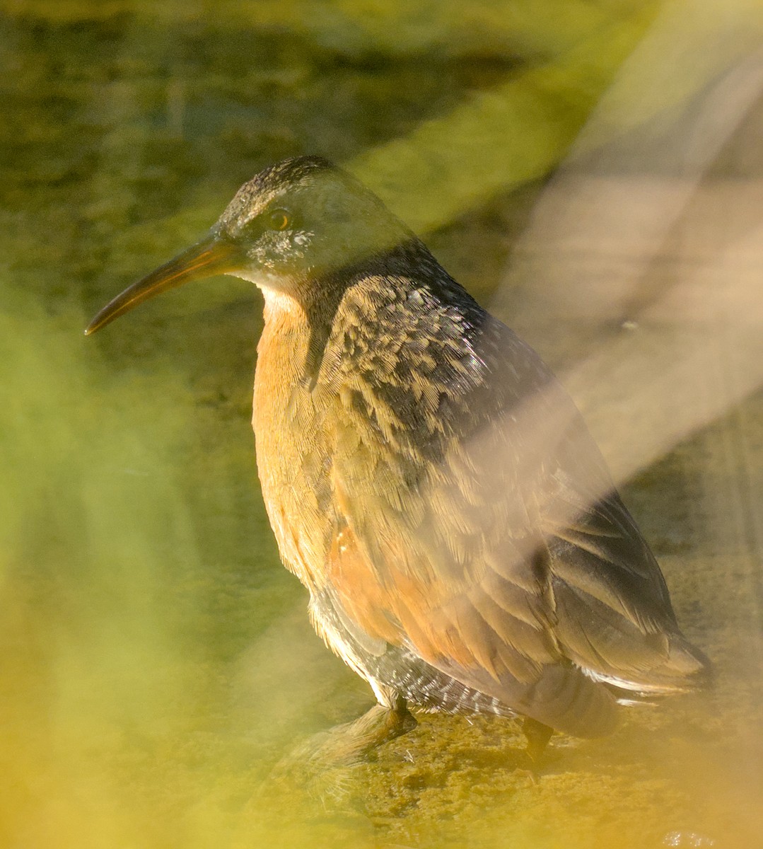 Пастушок віргінський - ML644661599