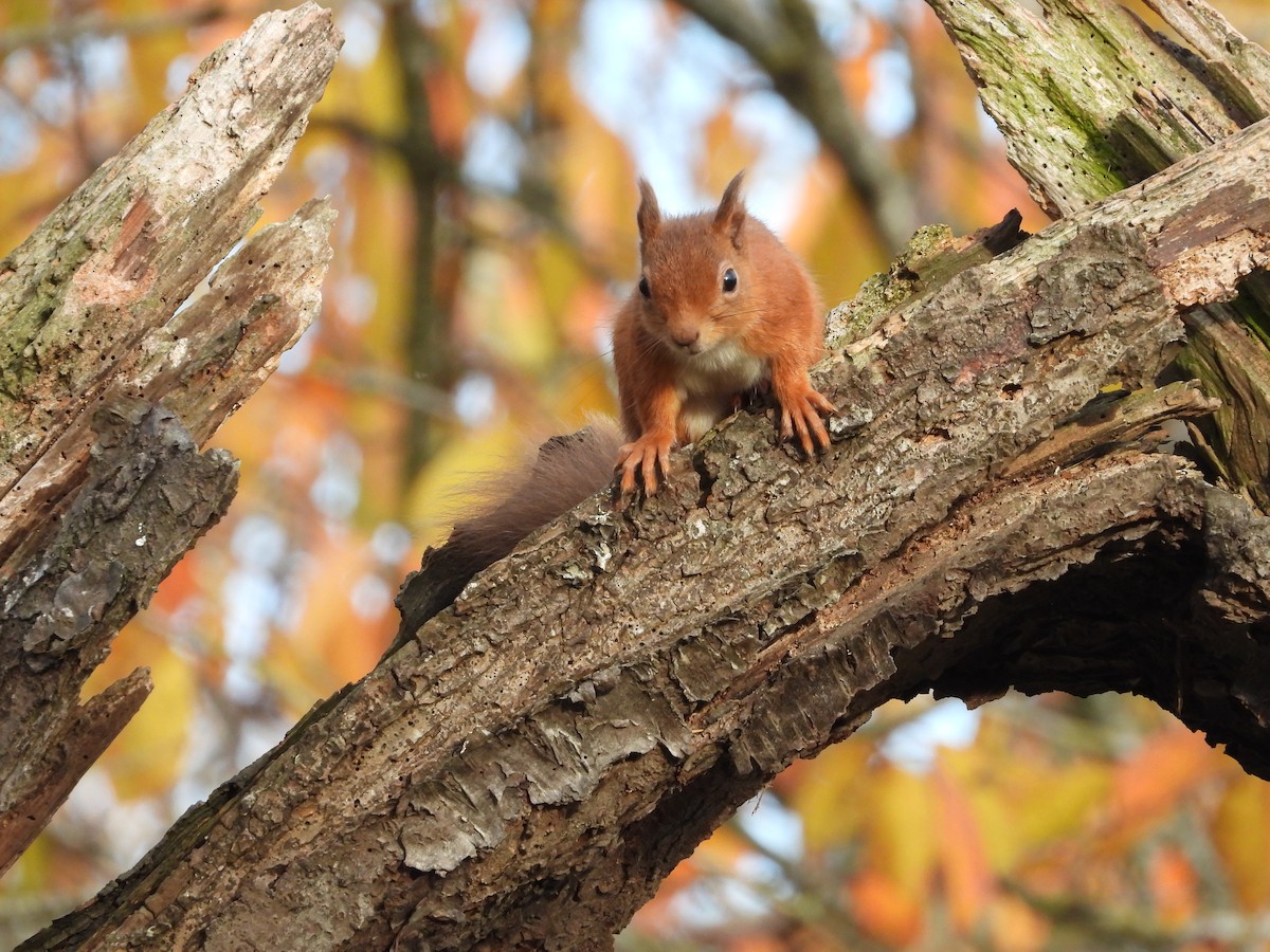 Eurasian Red Squirrel - ML644661601