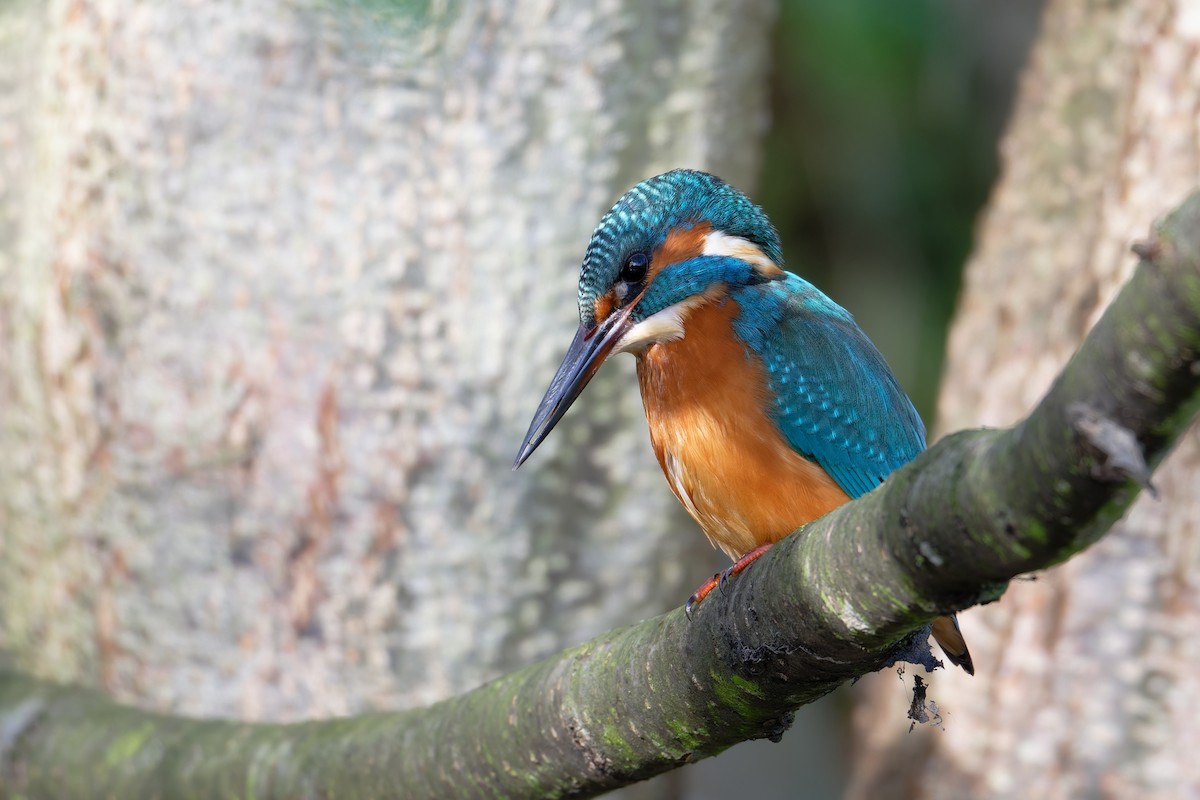 Common Kingfisher - ML644661605