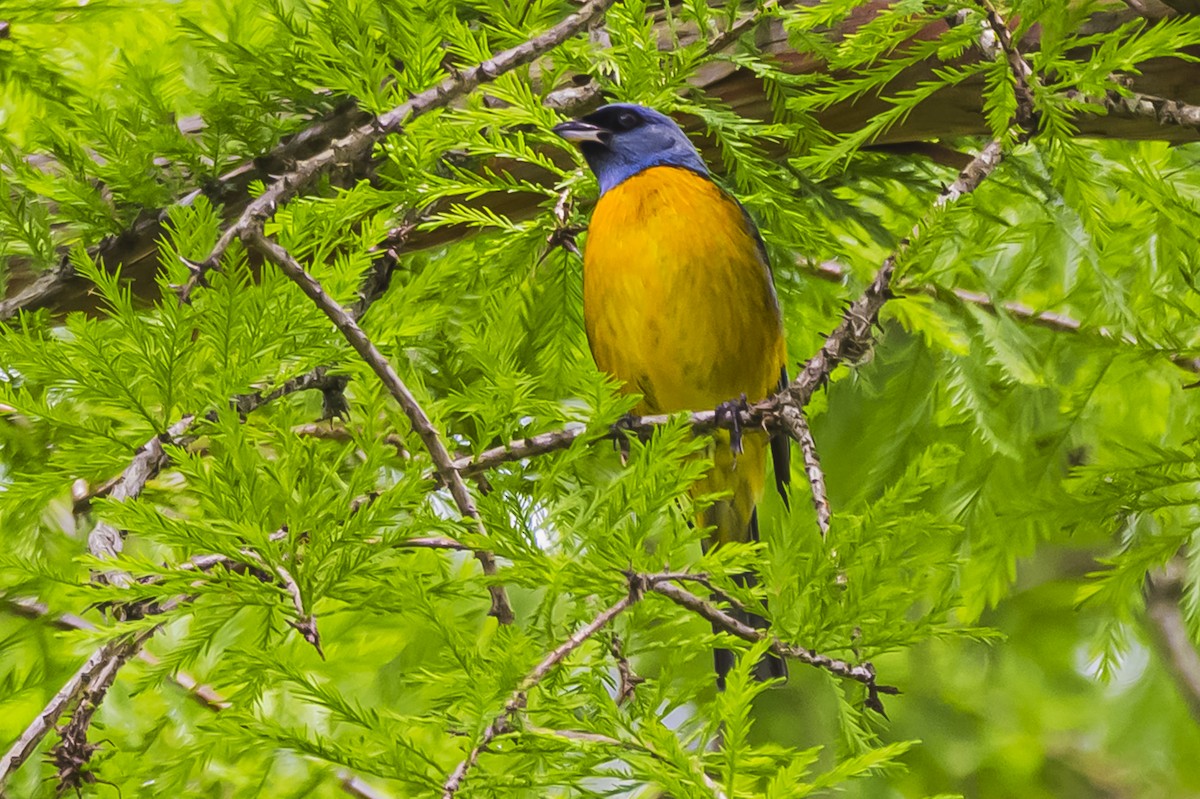 Blue-and-yellow Tanager - ML644661606